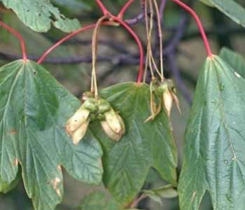 Arce de Italia - Acer opalus - Acer opulifolium - Acer italum