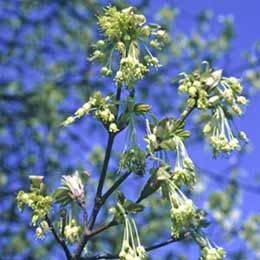 Arce de Italia - Acer opalus - Acer opulifolium - Acer italum