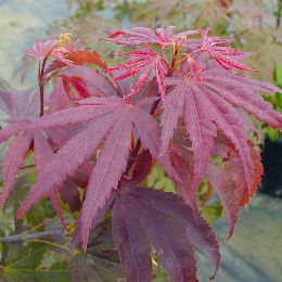 Arce japon�s 'Atropurpureum' - Acer palmatum atropurpureum