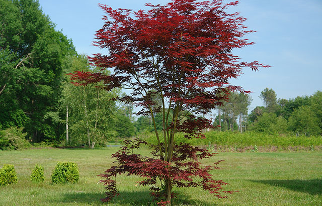 Arce japon�s 'Atropurpureum' - Acer palmatum atropurpureum