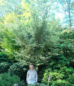 Arce japon�s 'Butterfly' -  Acer palmatum 'Butterfly' 