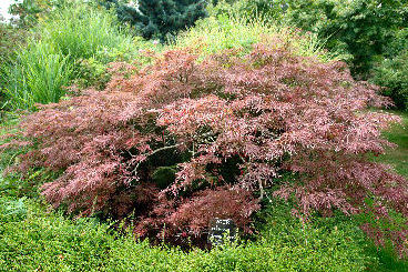 Arce japon�s 'Dissectum garnet' 