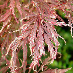 Arce japon�s 'Dissectum garnet'