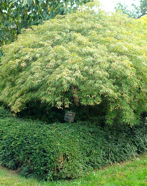 Arce japonés 'Dissectum viridis' - Acer palmatum 'Dissectum viridis'