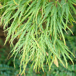 Arce japonés 'Dissectum viridis' - Acer palmatum 'Dissectum viridis'