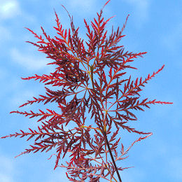 Arce japon�s 'Ornatum'
