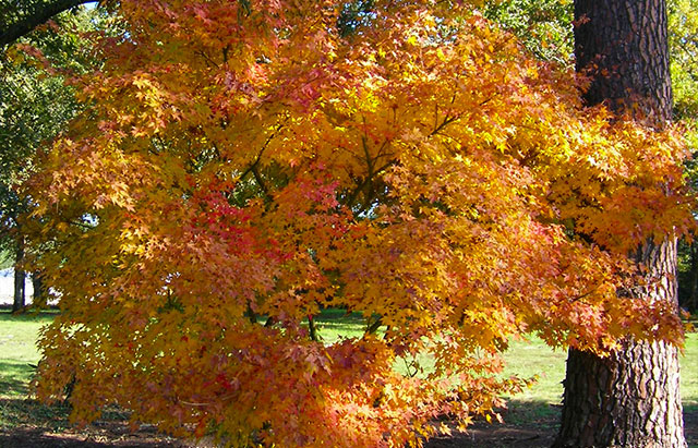 Arce japon�s - Acer palmatum