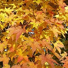 Arce japon�s - Acer palmatum