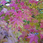 Arce japon�s - Acer palmatum