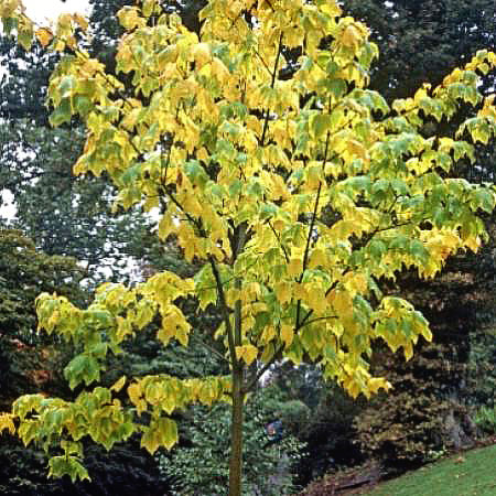 Arce de Pennsylvania - Acer pennsylvanicum - Acer striatum