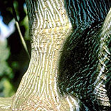 Arce de Pennsylvania - Acer pennsylvanicum - Acer striatum
