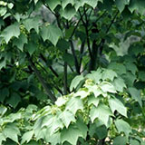 Arce de Pennsylvania - Acer pennsylvanicum - Acer striatum
