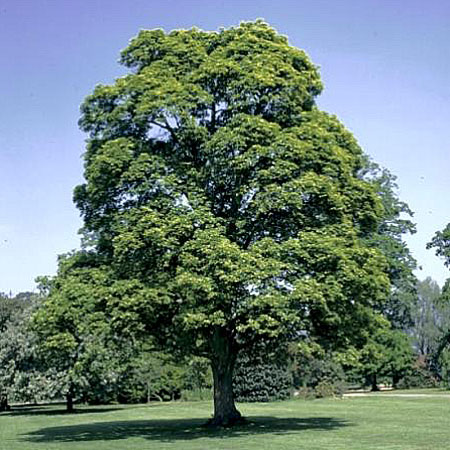 Arce real - Acir�n - arce de noruego - Acer platanoides