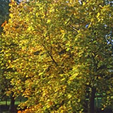 Arce real - Acir�n - arce de noruego - Acer platanoides