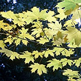 Arce real - Acir�n - arce de noruego - Acer platanoides