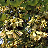 Arce sicomoro - Arce blanco - Falso platano - Acer pseudoplatanus