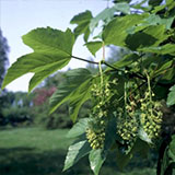 Arce sicomoro - Arce blanco - Falso platano - Acer pseudoplatanus