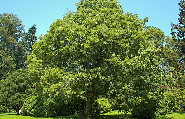 Arce sicomoro - Arce blanco - Falso platano - Acer pseudoplatanus