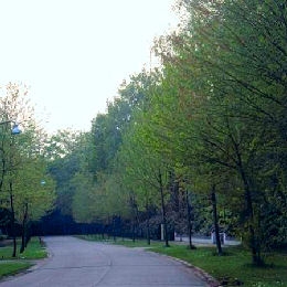 Arce rojo - Acer rubrum