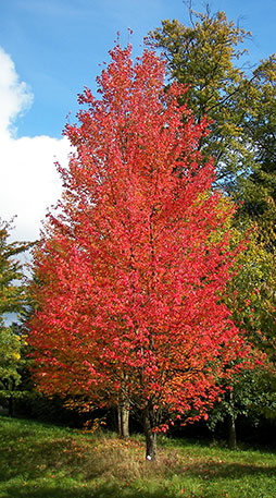 Arce rojo - Acer rubrum