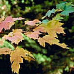Arce del az�car - arce plateado - Acer saccharinum 