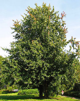 Arce del az�car - arce plateado - Acer saccharinum 