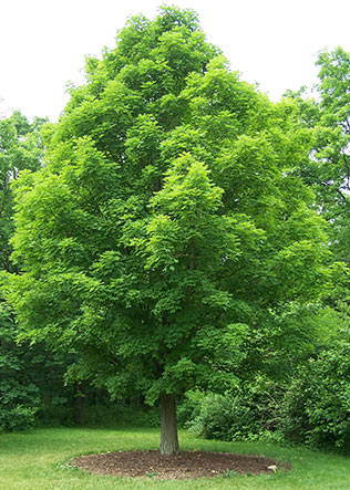 Arce de Florida - Acer saccharum