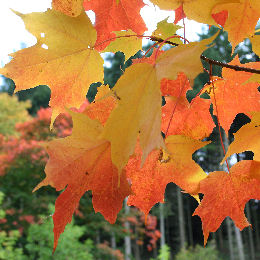 Arce de Florida - Acer saccharum Arce de Florida - Acer saccharum
