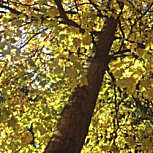 Arce del az�car - arce plateado - Acer saccharinum 