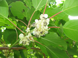 Kiwa� Kiwi de Siberia - Actinidia arguta 'Issai'