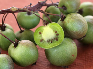 Kiwa� Kiwi de Siberia - Actinidia arguta 'Issai'
