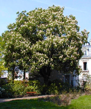 Falso casta�o - casta�o de Indias - Aesculus hippocastanum