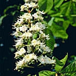 Falso casta�o - casta�o de Indias - Aesculus hippocastanum
