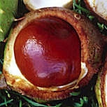 Falso casta�o - casta�o de Indias - Aesculus hippocastanum