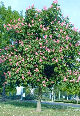 Falso casta�o de flor roja - Aesculus x carnea