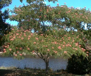 Acacia de Constantinopla - Albizia julibrissin