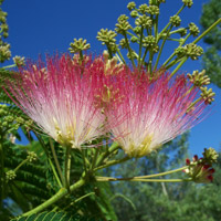 Acacia de Constantinopla - Albizia julibrissin