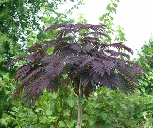 Acacia de Constantinopla - Albizia julibrissin