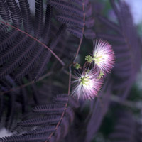 Acacia de Constantinopla - Albizia julibrissin
