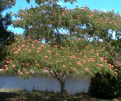 Acacia de Constantinopla - Albizia julibrissin