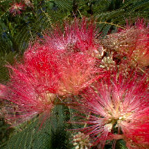 Acacia de Constantinopla 'Rouge d'�t�' - Albizia julibrissin 'Rouge d'�t�'