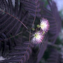 Acacia de Constantinopla 'Summer chocolate' - Albizia julibrissin 'Summer chocolate'