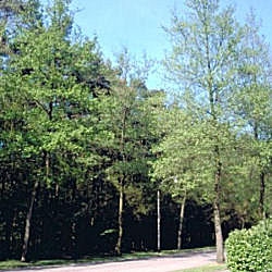 Aliso italiano - Alnus cordata - alnus cordifolia 