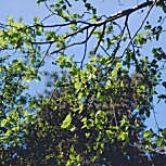 Aliso italiano - Alnus cordata - alnus cordifolia 