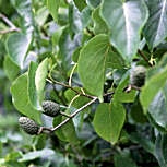 Aliso italiano - Alnus cordata - alnus cordifolia 
