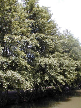 Aliso - Alnus glutinosa - alnus communis 