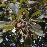 Aliso - Alnus glutinosa - alnus communis 