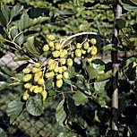 Aliso - Alnus glutinosa - alnus communis 
