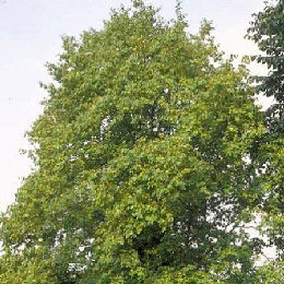 Aliso blanco - Alnus incana