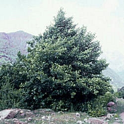 Aliso rojo - Alnus rubra - alnus oregona
